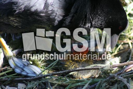 Blässhühner 059.jpg